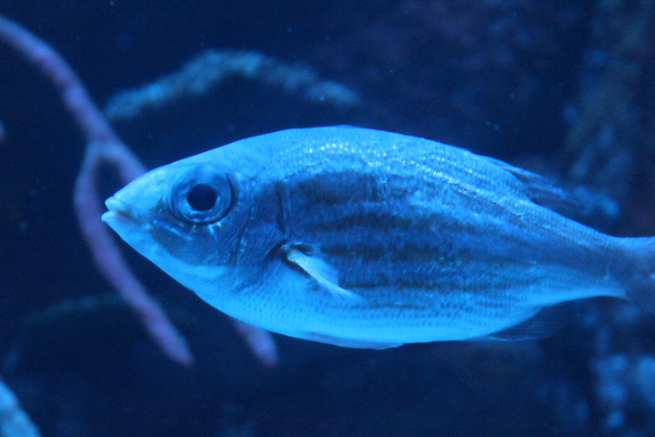 Goldspot seabream (Gnathodentex aureolineatus)