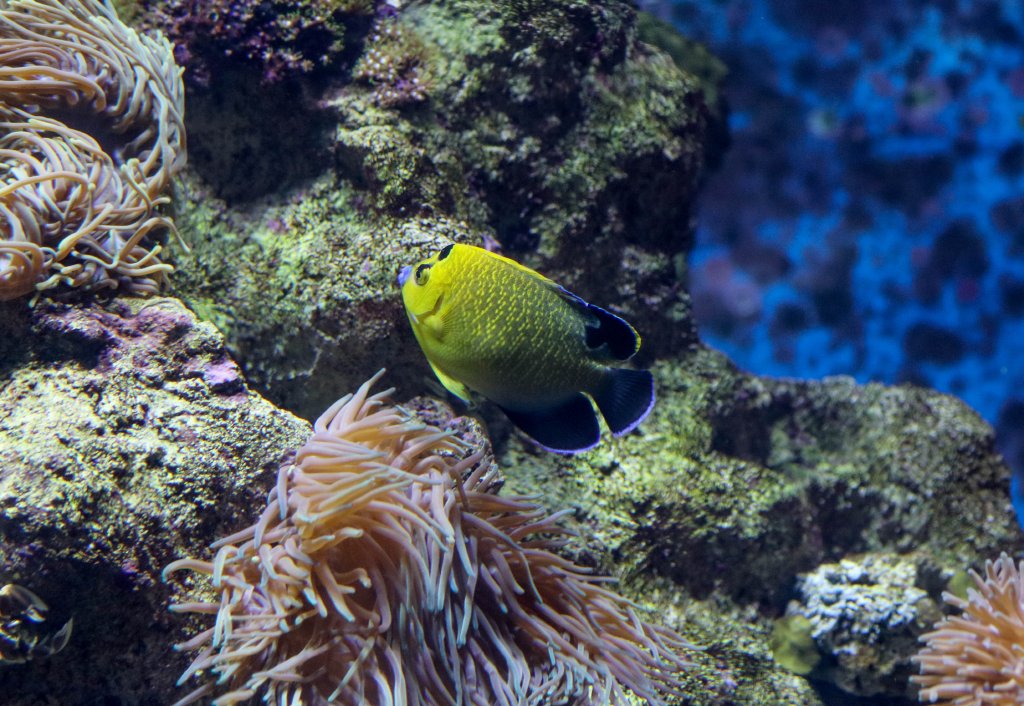Goldspotted Angelfish