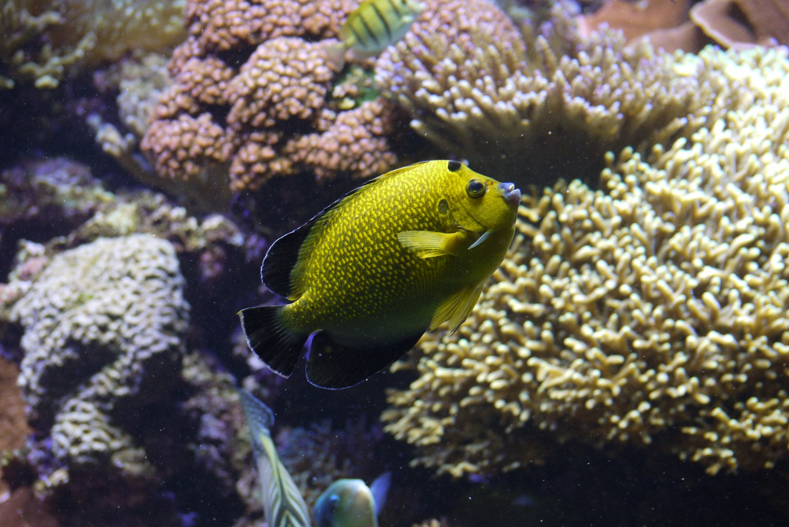 Goldspotted Angelfish