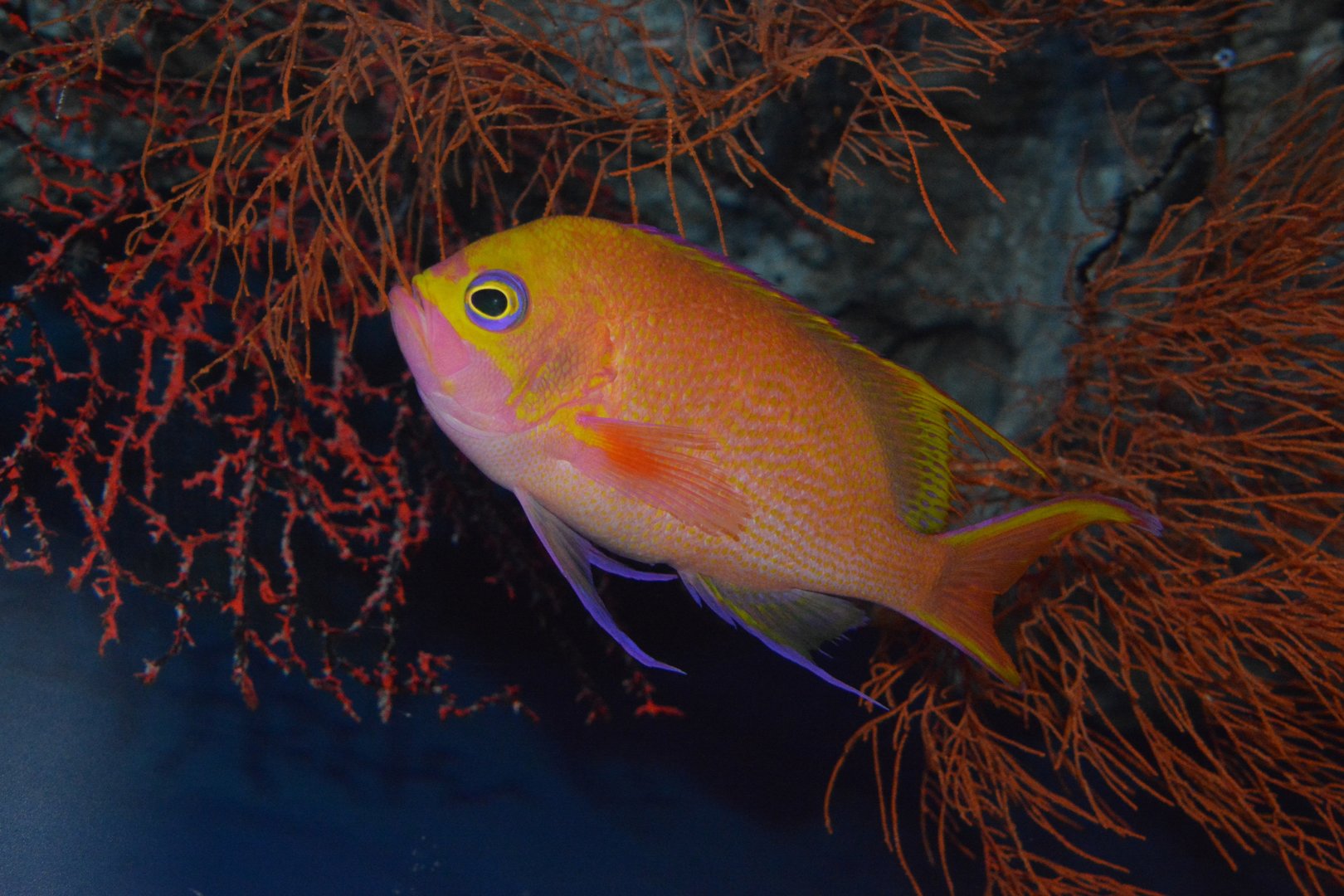Goldspotted swallowtail anthias (Odontanthias chrysostictus)