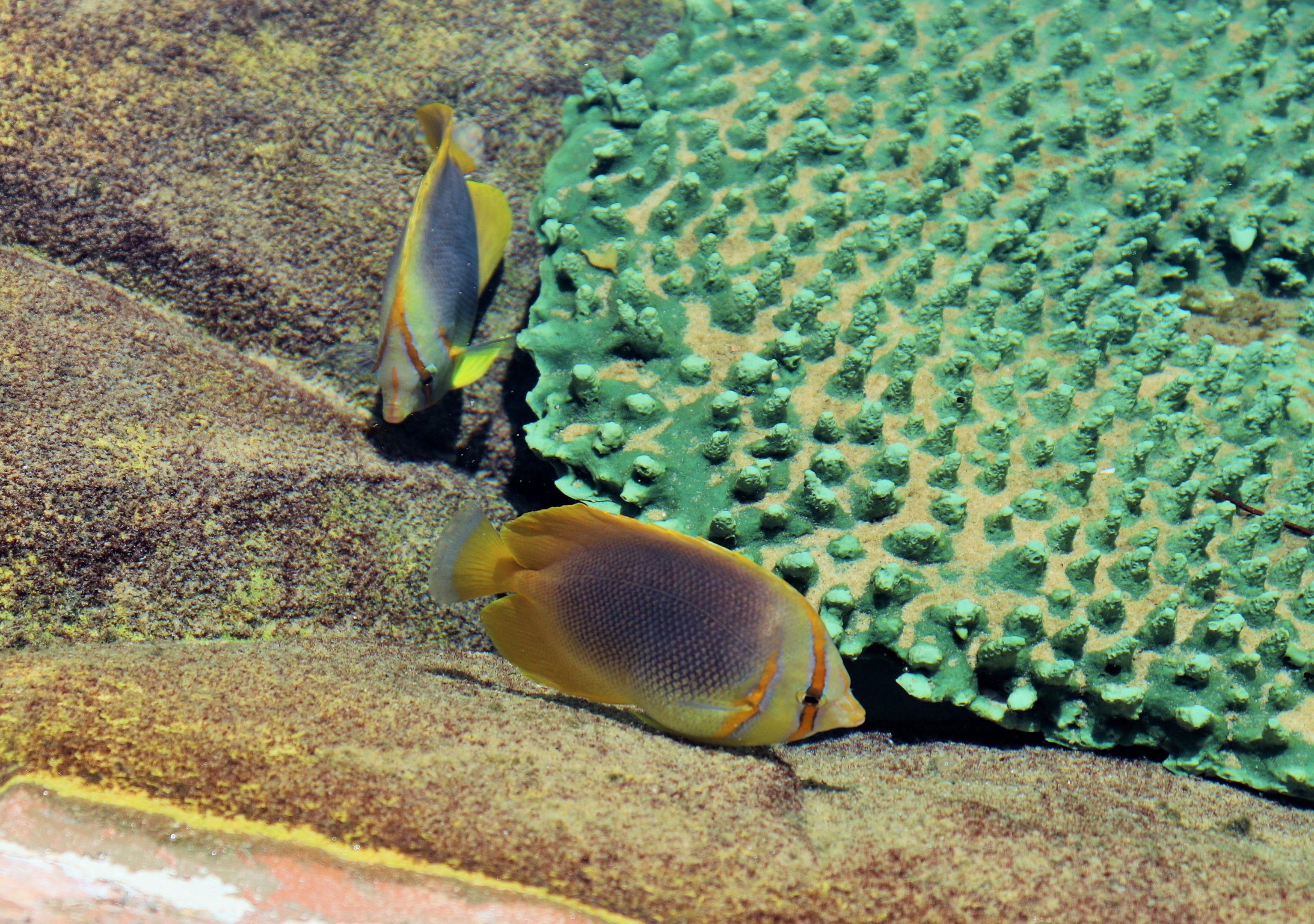 Goldstripe Butterflyfish (Chaetodon aureofasciatus)