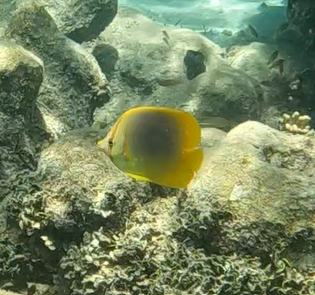 Goldstripe Butterflyfish (Chaetodon aureofasciatus)