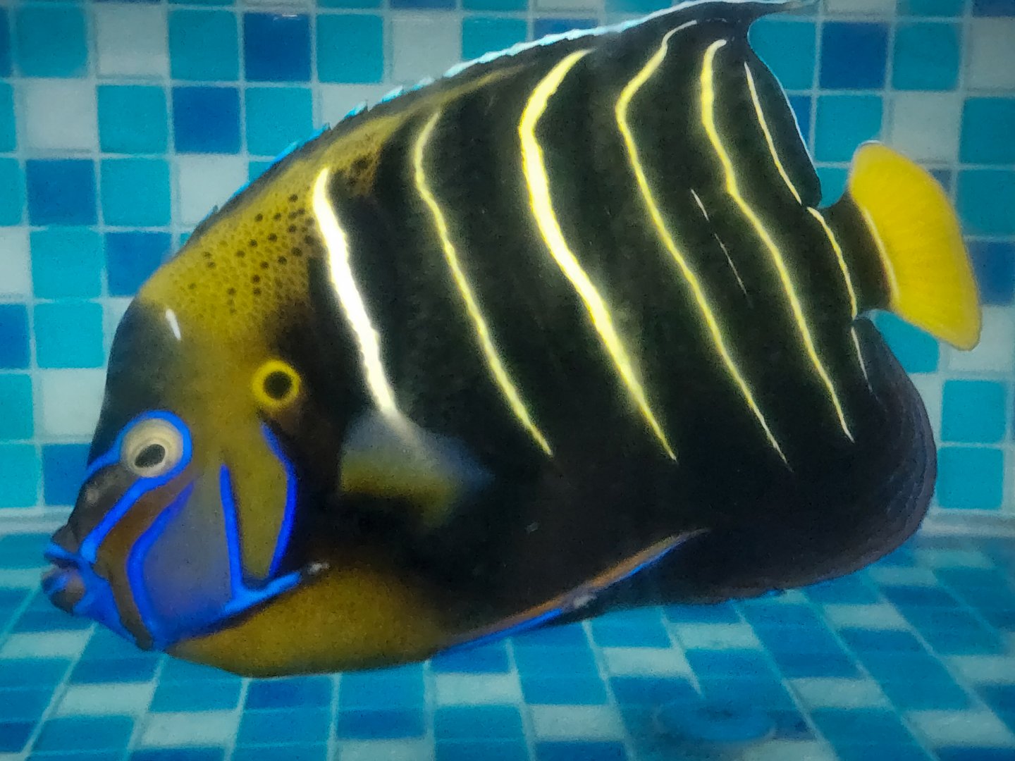 Goldtail Angelfish (Pomacanthus chrysurus)
