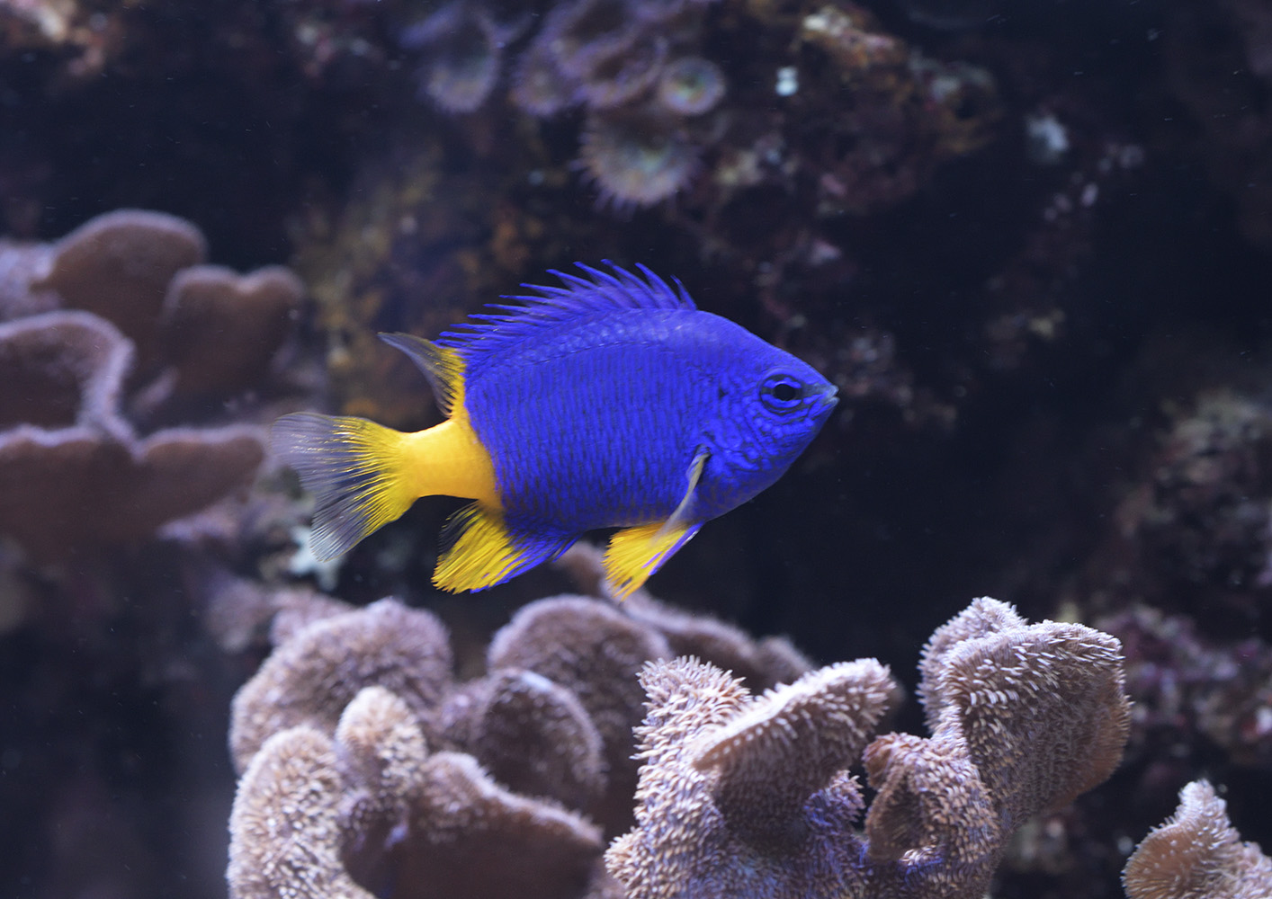 Goldtail damselfish