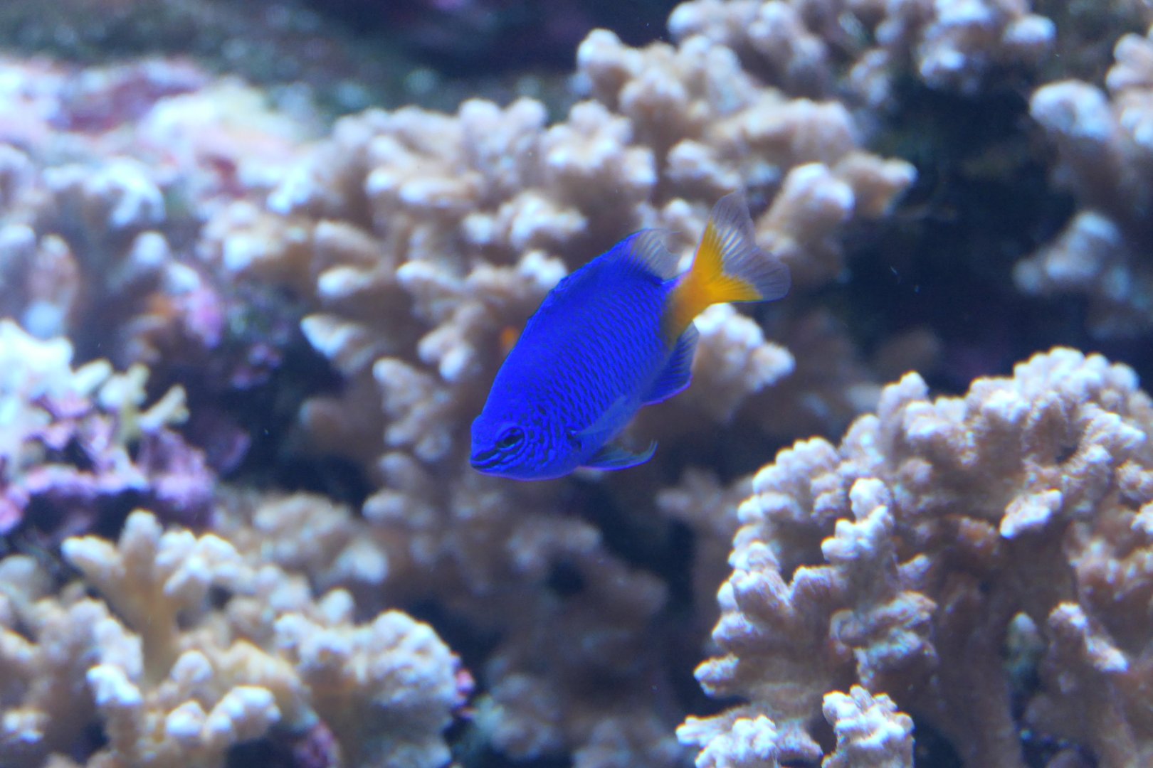 Goldtail Demoiselle (Chrysiptera parasema)