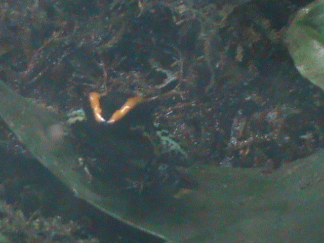 Golfodulcean poison dart frog 241010