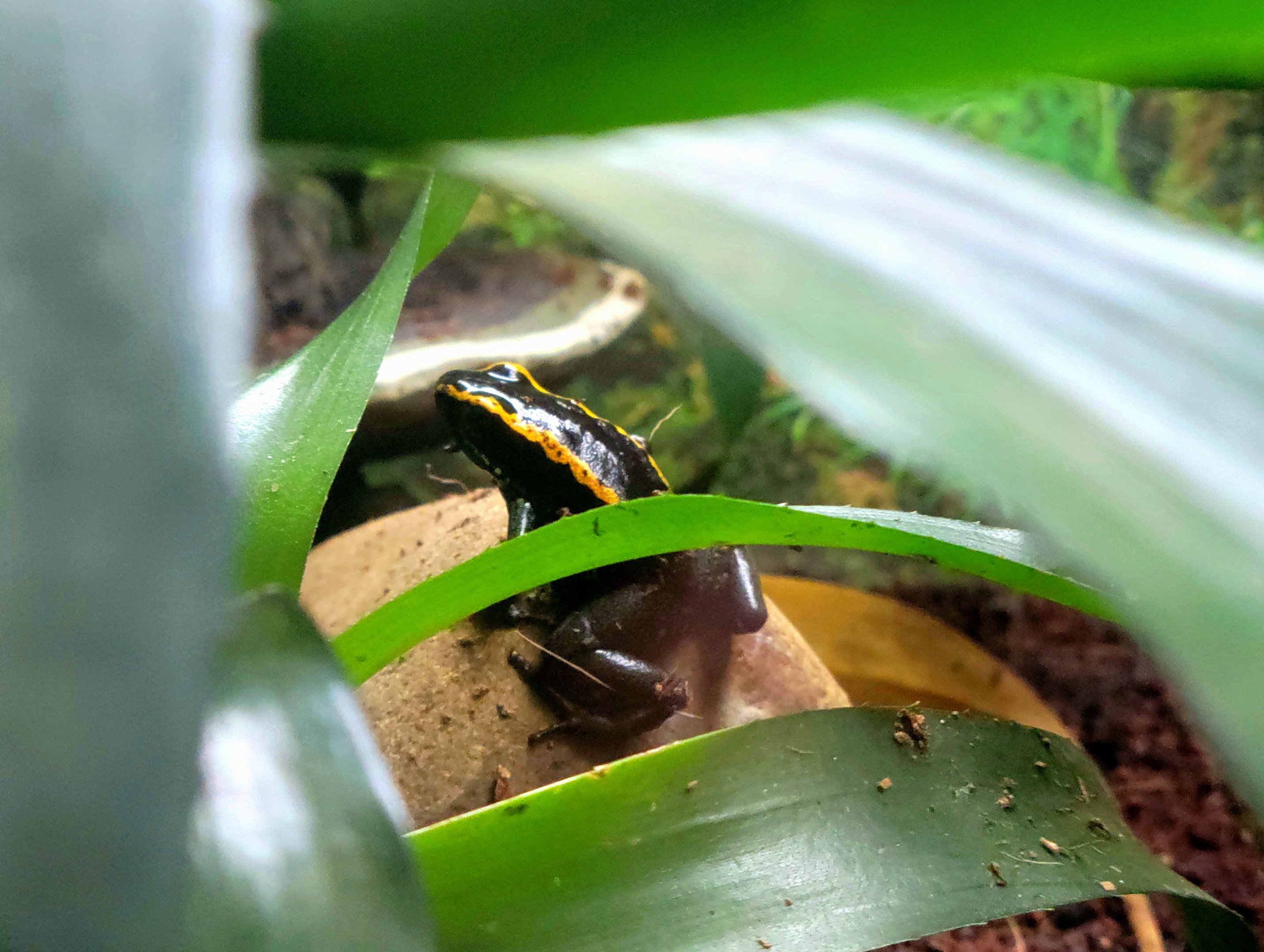 Golfodulcean Poison Dart Frog-Greenville Zoo-April 2025