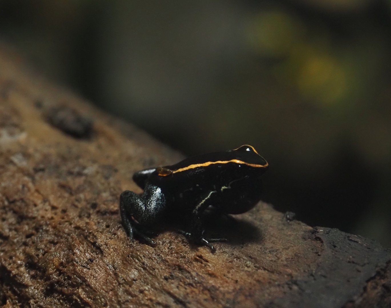 Golfodulcean poison dart frog (Phyllobates vittatus), 2025-09-10