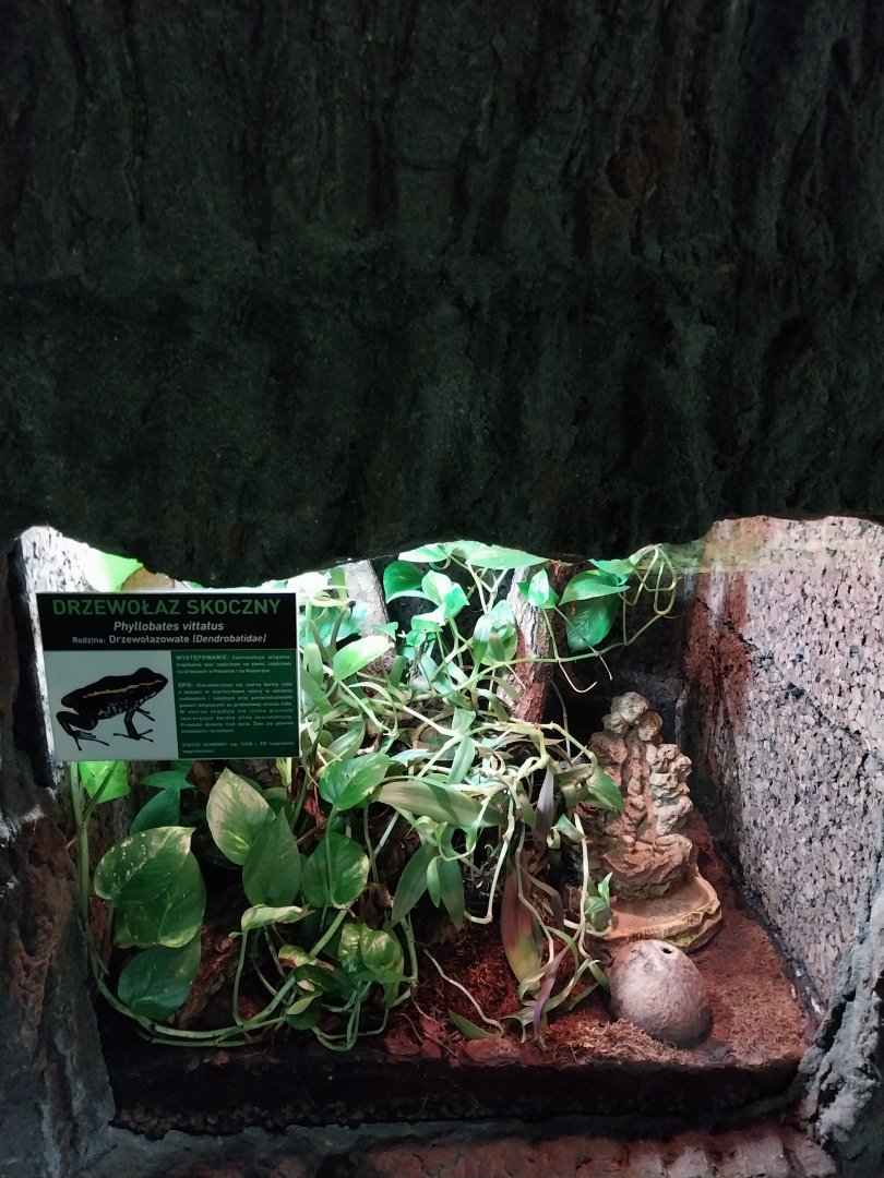 Golfodulcean Poison Dart Frog (Phyllobates vittatus)