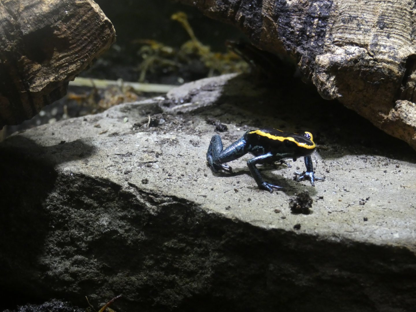 Golfodulcean poison dart frog (Plantasia Swansea)