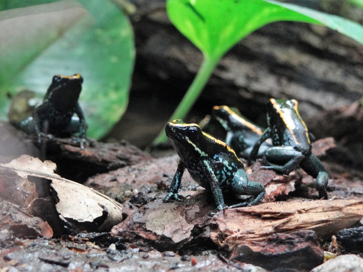Golfodulcean Poison Dart Frog