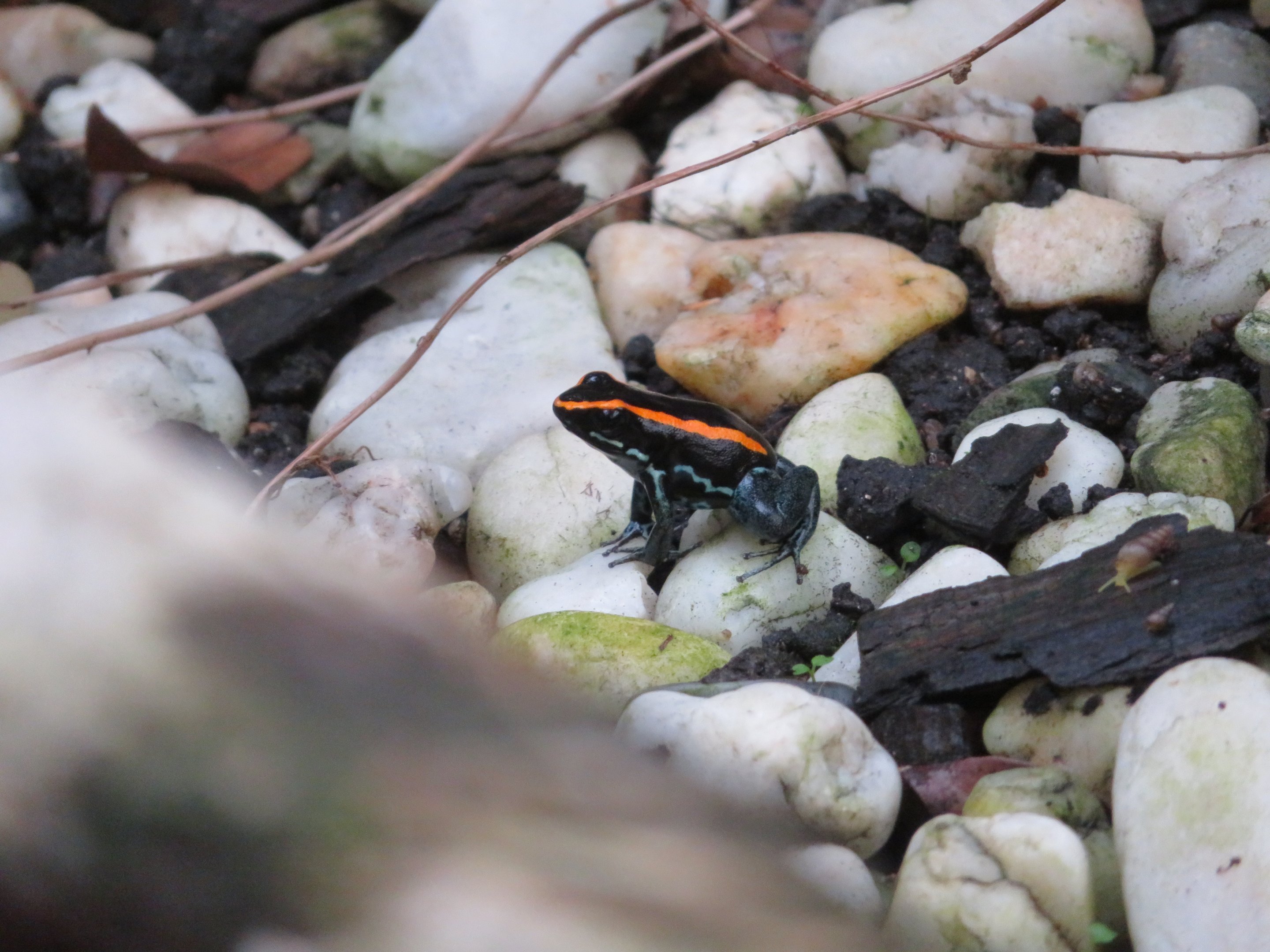 Golfodulcean Poison Dart Frog