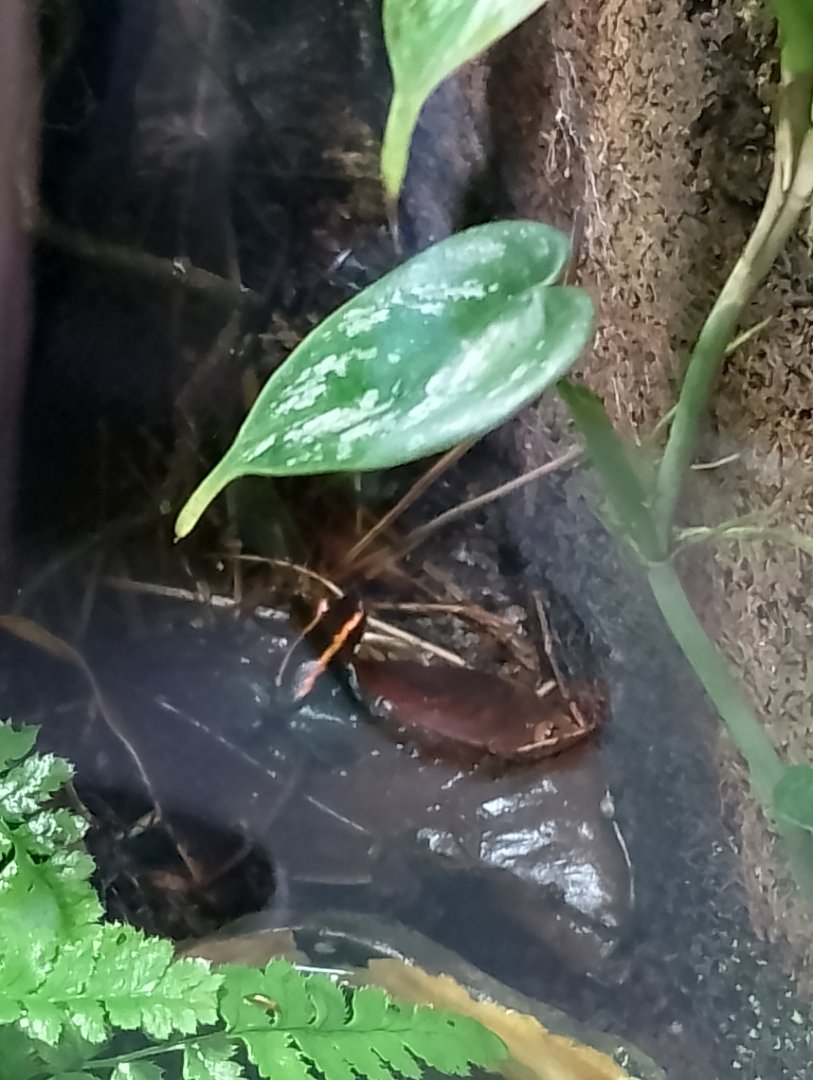 Golfodulcean poison dart frog
