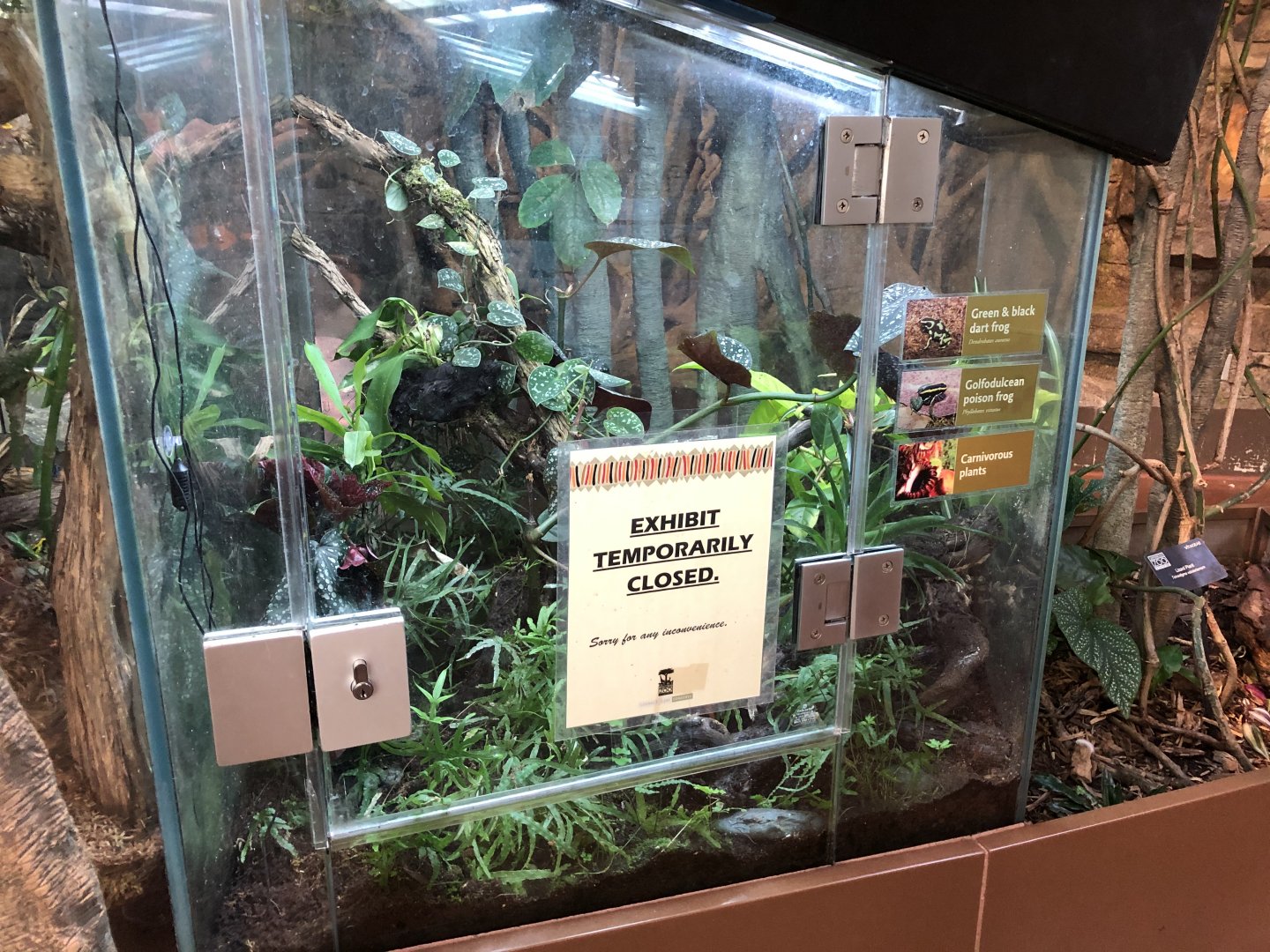 Golfodulcean poison frog/Green-and-black dart frog exhibit (currently empty)