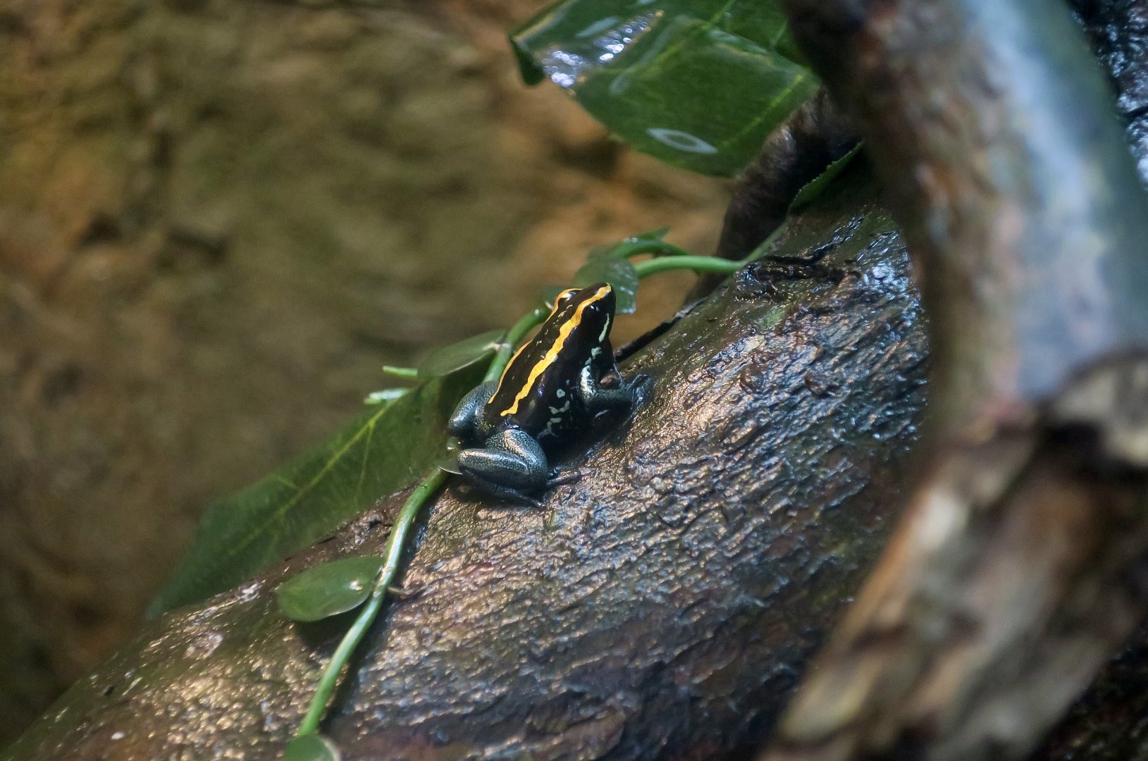 Golfodulcean Poison Frog (Phyllobates vittatus) calling