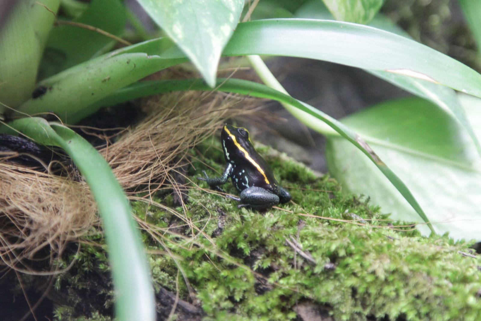 Golfodulcean Poison Frog (Phyllobates vittatus)