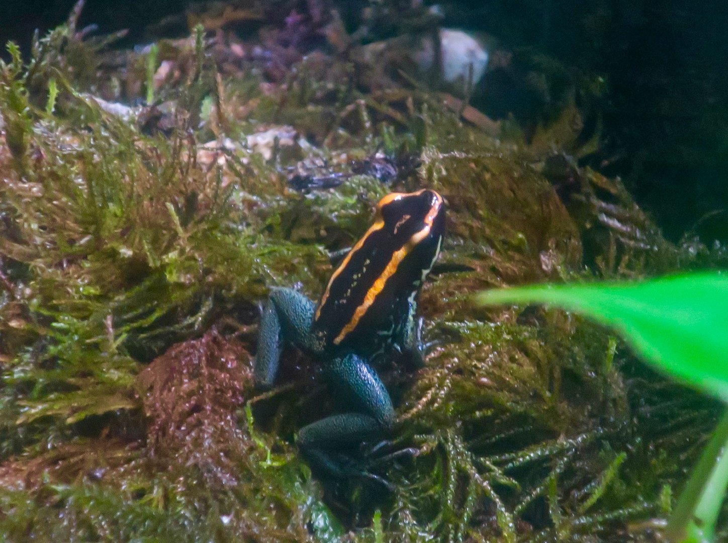 Golfodulcean Poison Frog (Phyllobates vittatus)