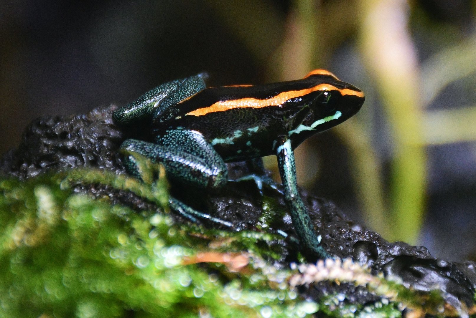Golfodulcean Poison Frog (Phyllobates vittatus)