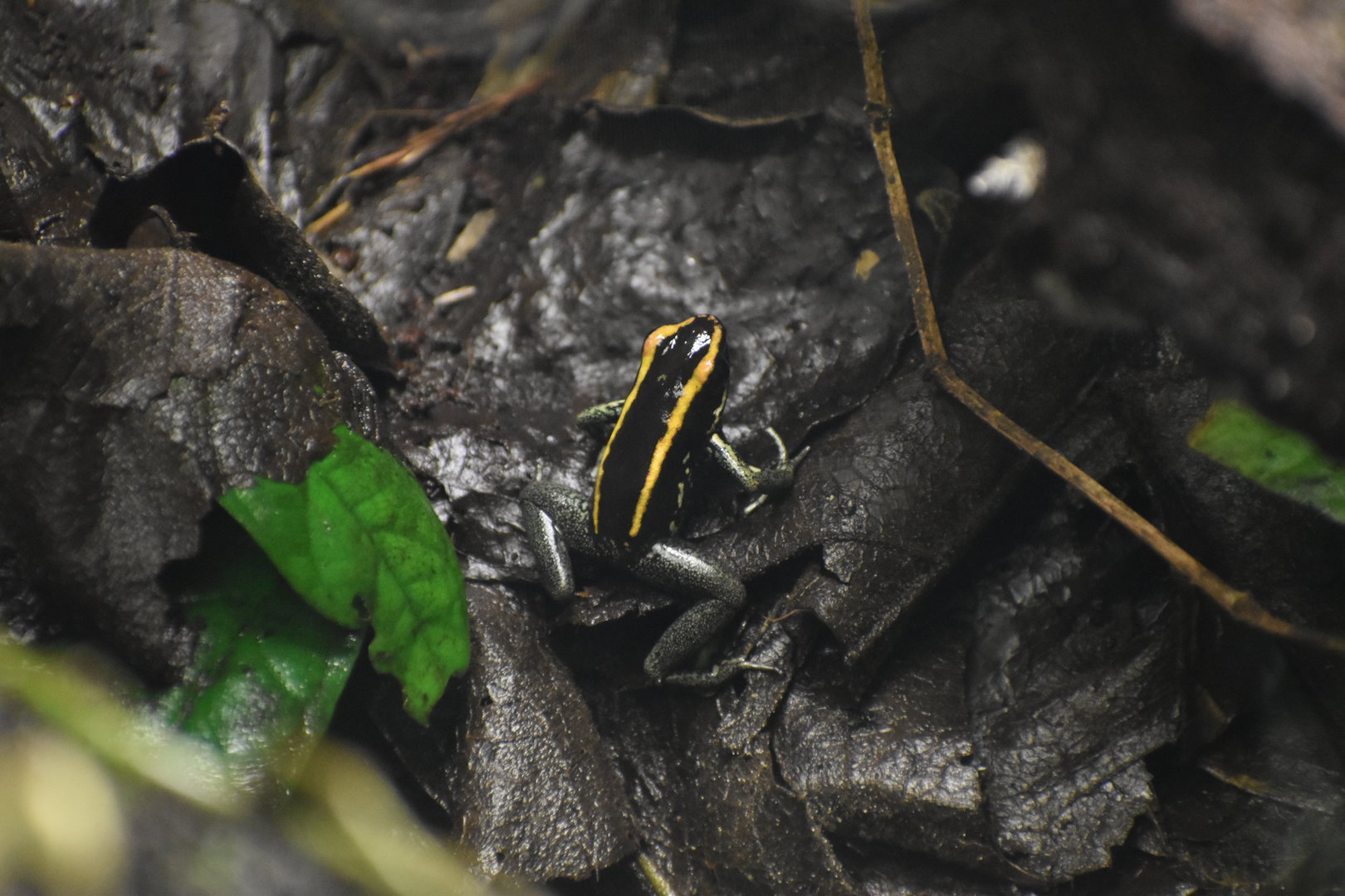 Golfodulcean Poison Frog - Phyllobates vittatus