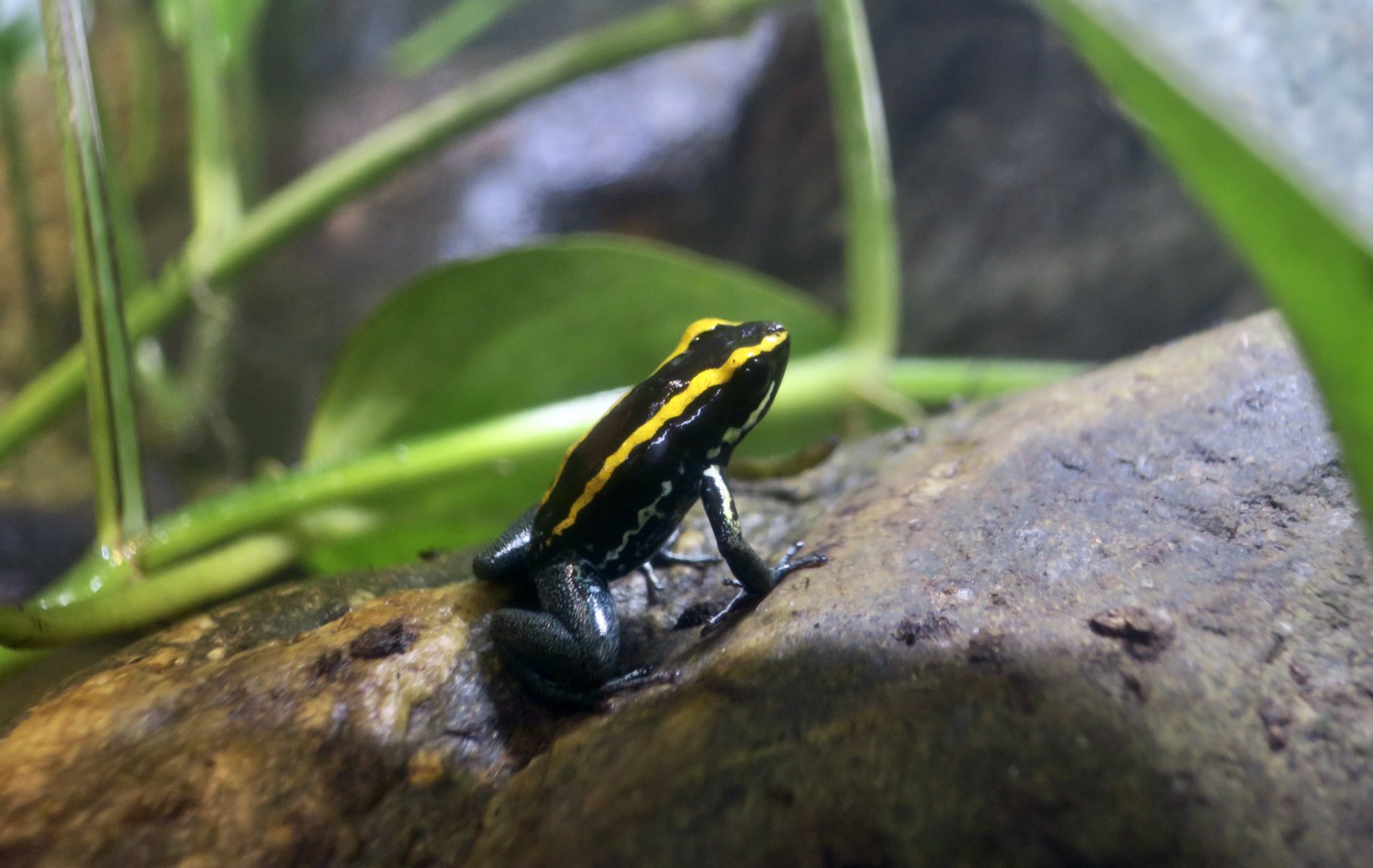 Golfodulcean Poison Frog (Phyllobates vittatus)