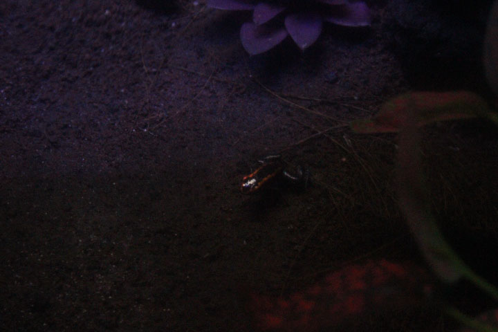 Golfodulcean poison frog (Phyllobates vittatus)
