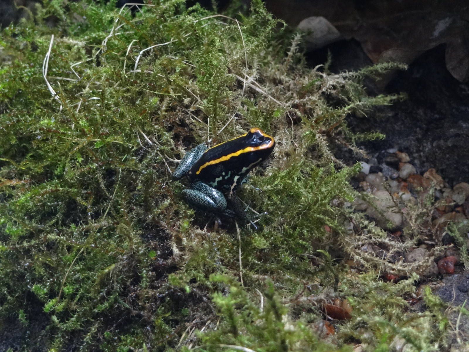 Golfodulcean poison frog
