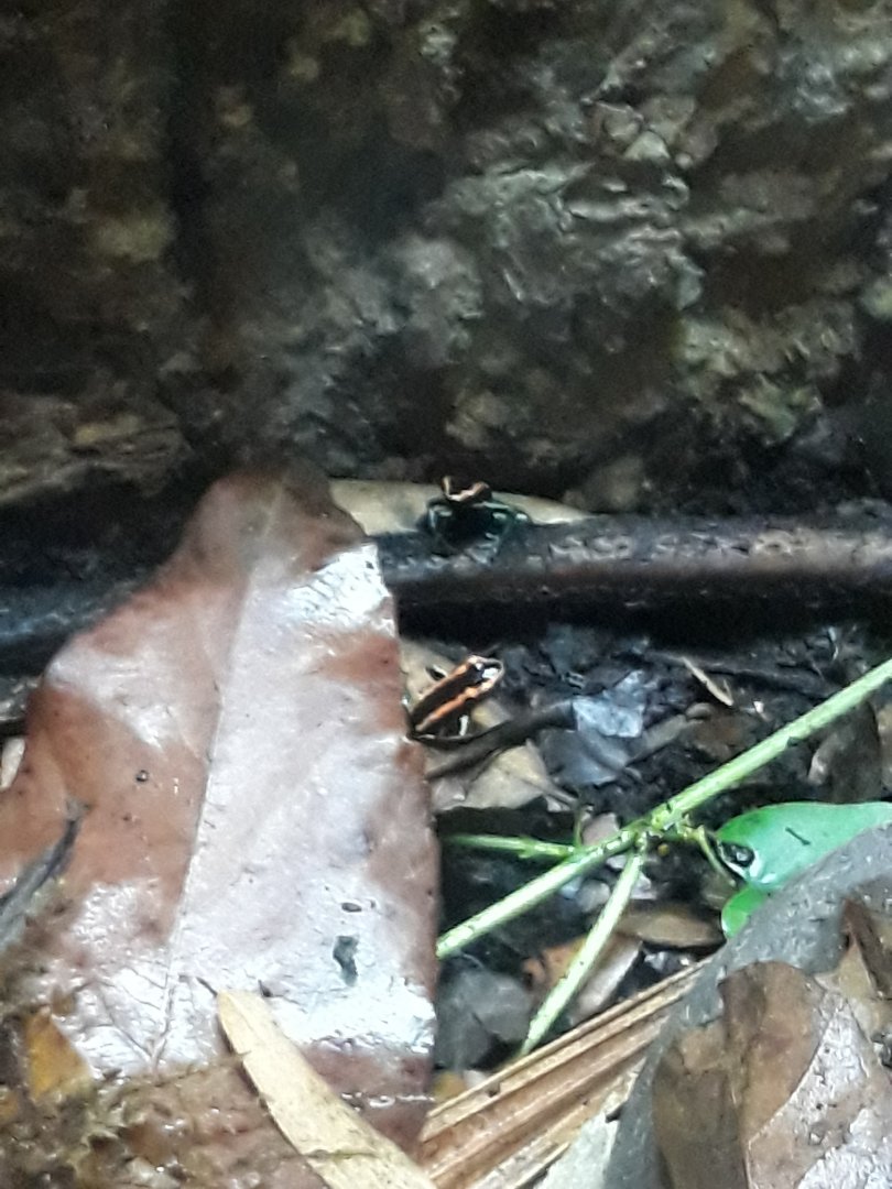 Golfodulcean poison frog