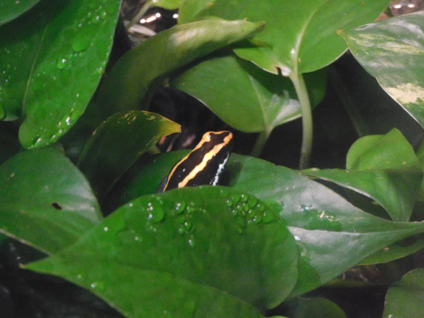 Golfodulcean poison frog