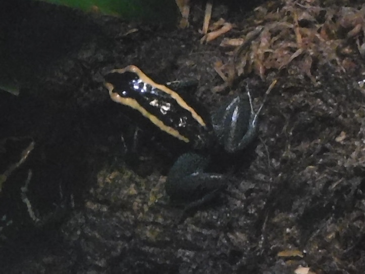 Golfodulcean poison frog