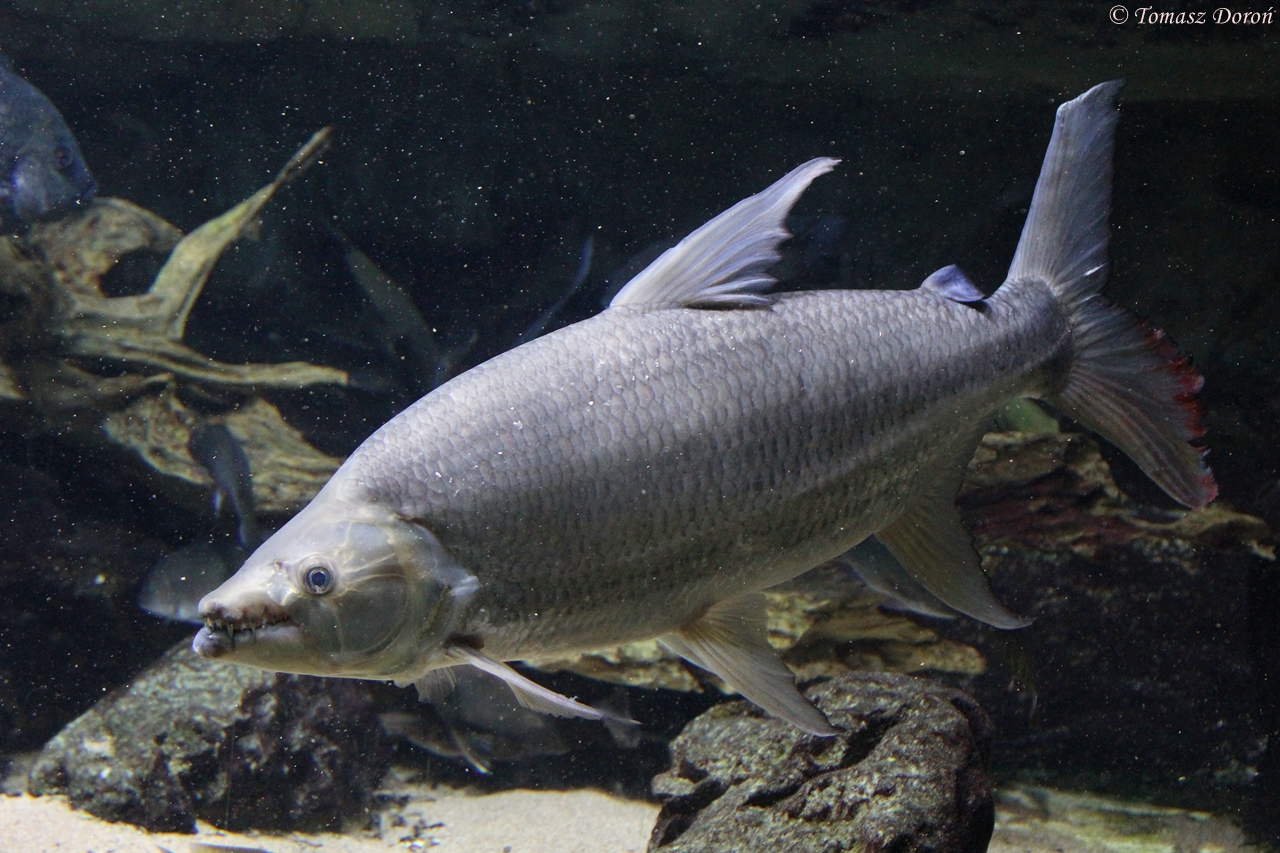 Goliath African Tigerfish (Hydrocynus goliath), April 2015