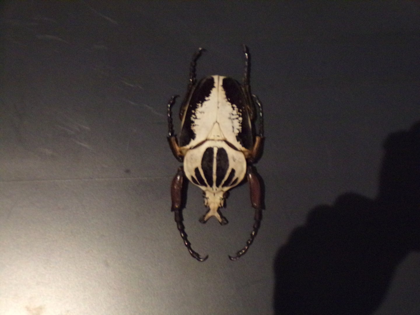 Goliath beetle 26.8.23