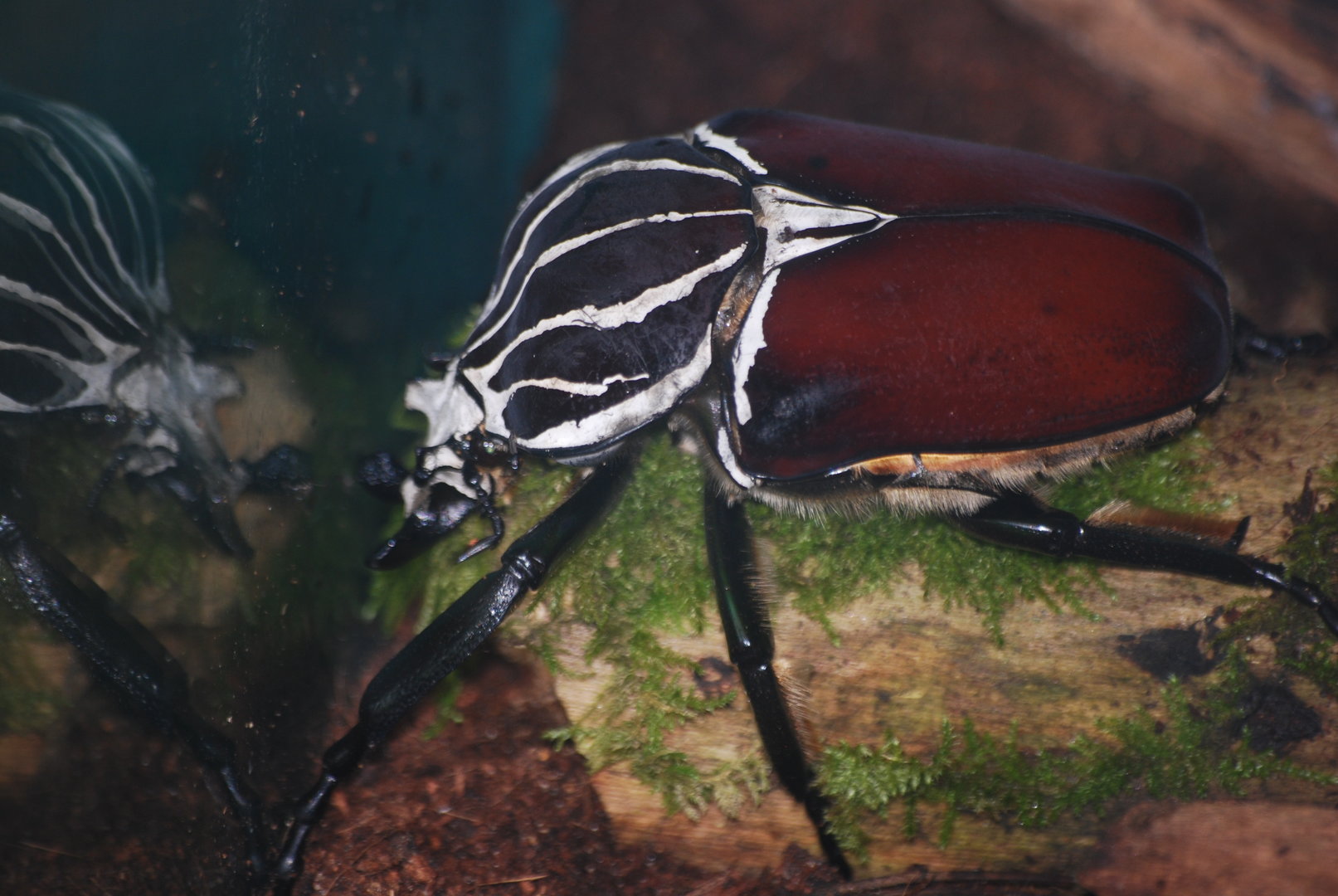 Goliath beetle at BugzUK Parc