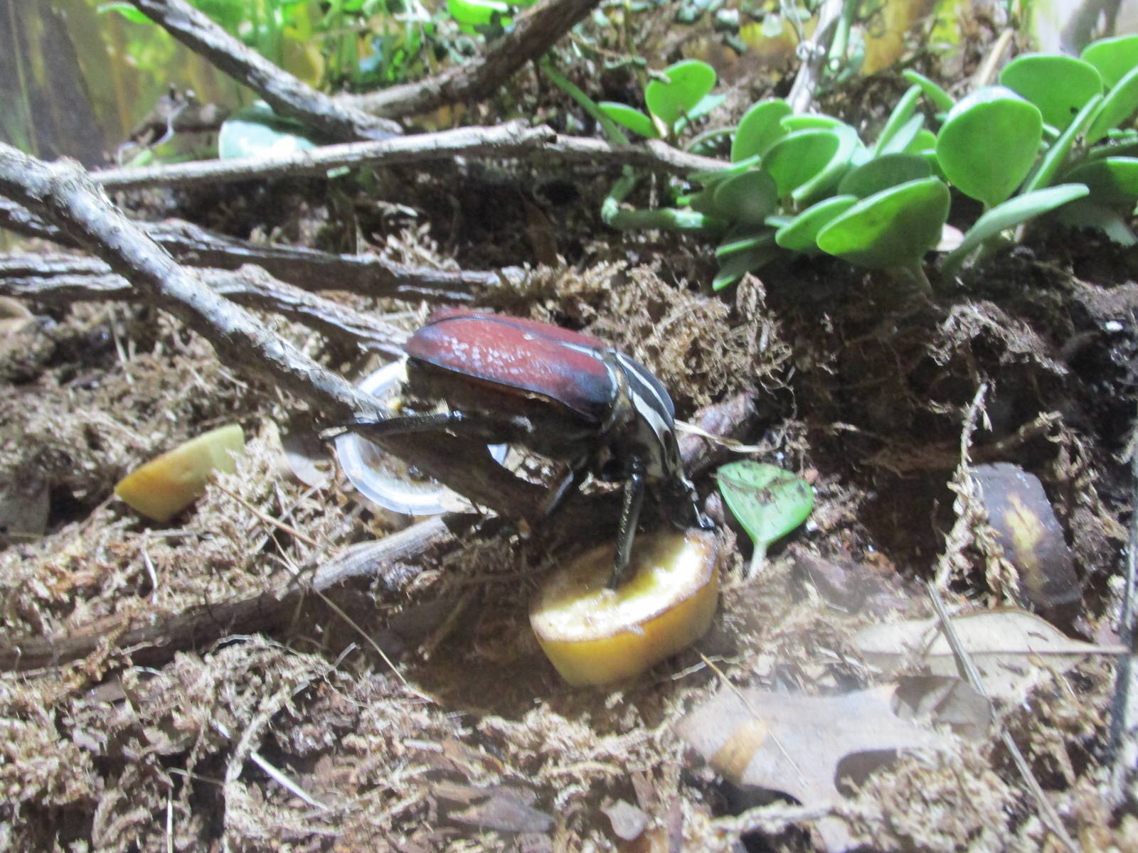 goliath beetle bughouse houston zoo