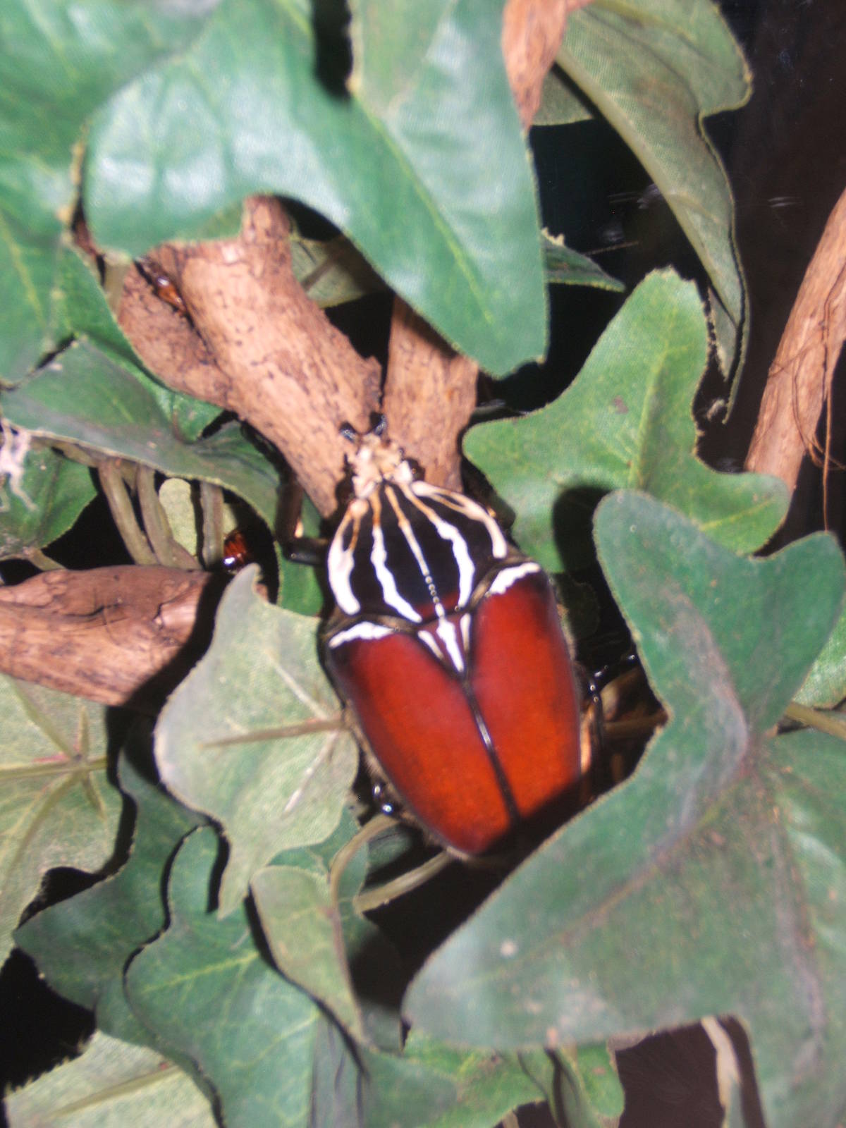 Goliath Beetle (Goliathus goliatus)