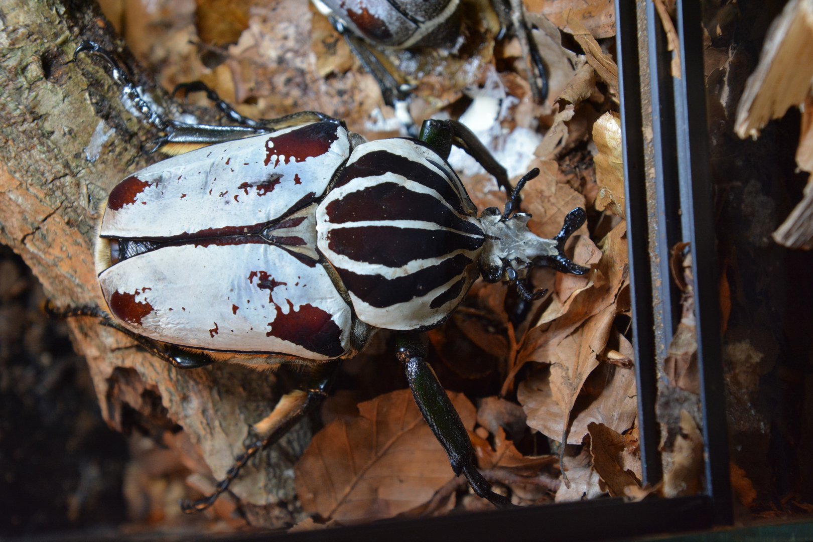 Goliath beetle (Goliathus goliatus)