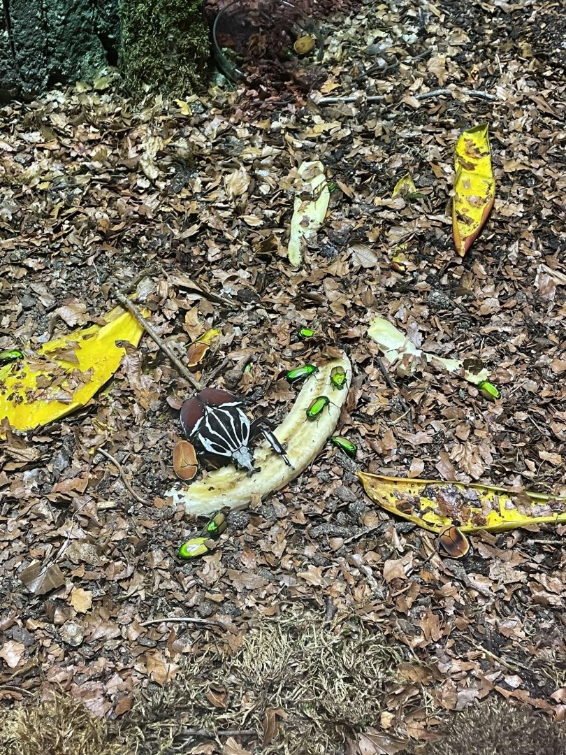 Goliath Beetle (Goliathus sp.)