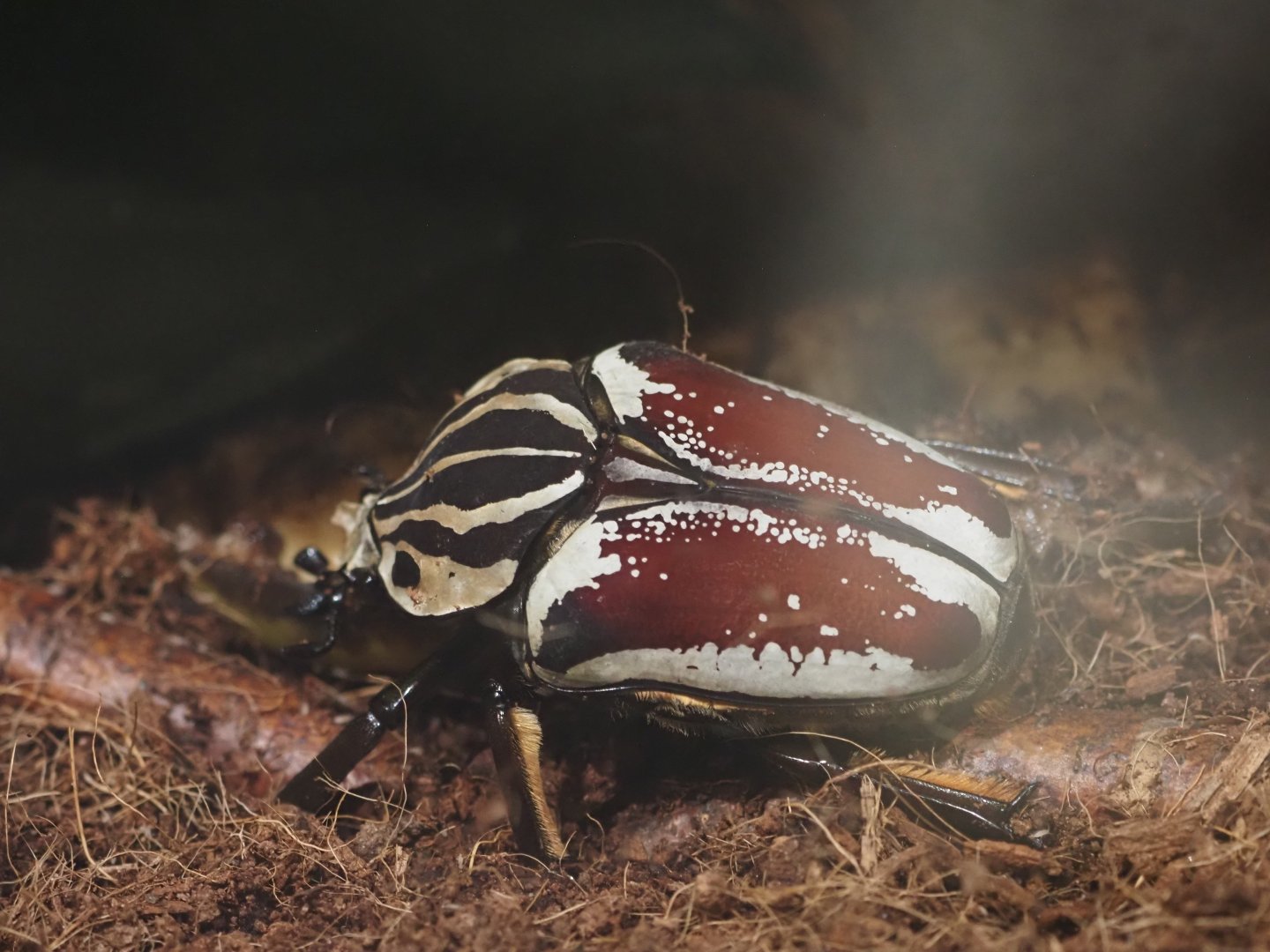 Goliath Beetle