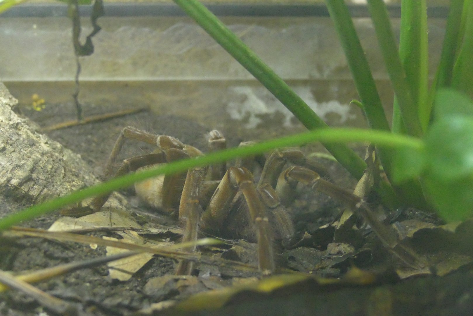 Goliath bird eating spider, April 2022