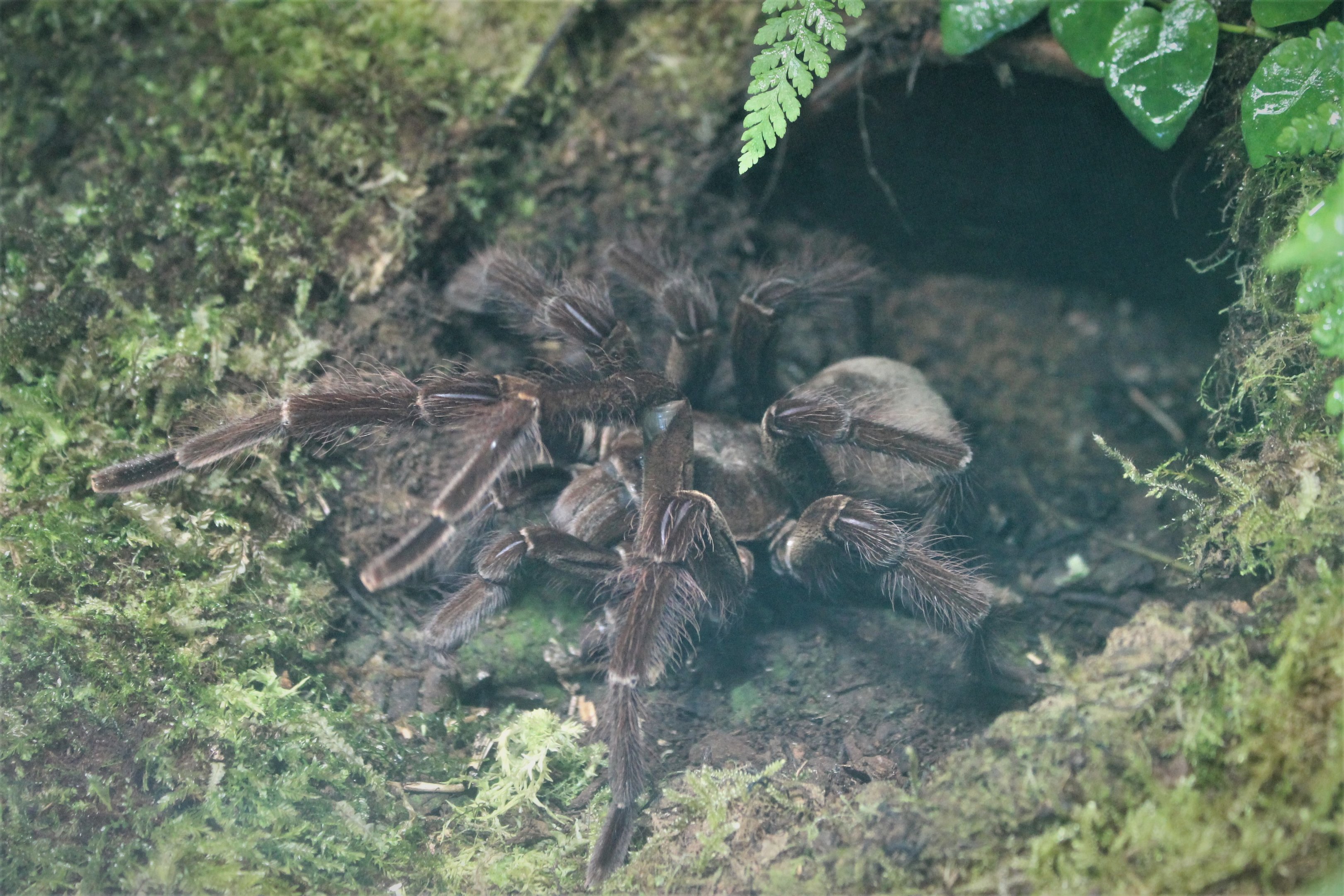 Goliath Bird-eating Spider (Theraphosa blondi)