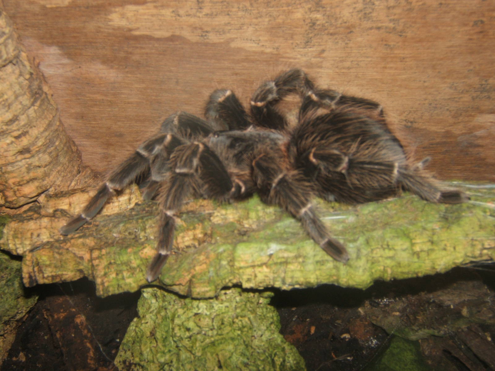 Goliath Bird-eating Spider