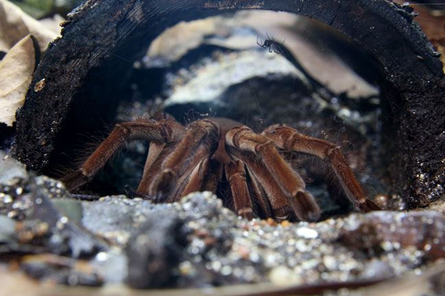 goliath bird eating spider