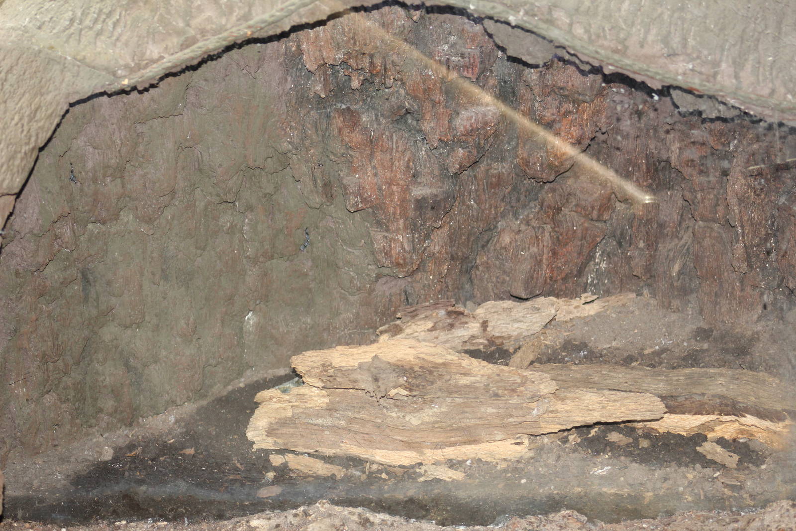 Goliath Bird-Eating Tarantula Enclosure