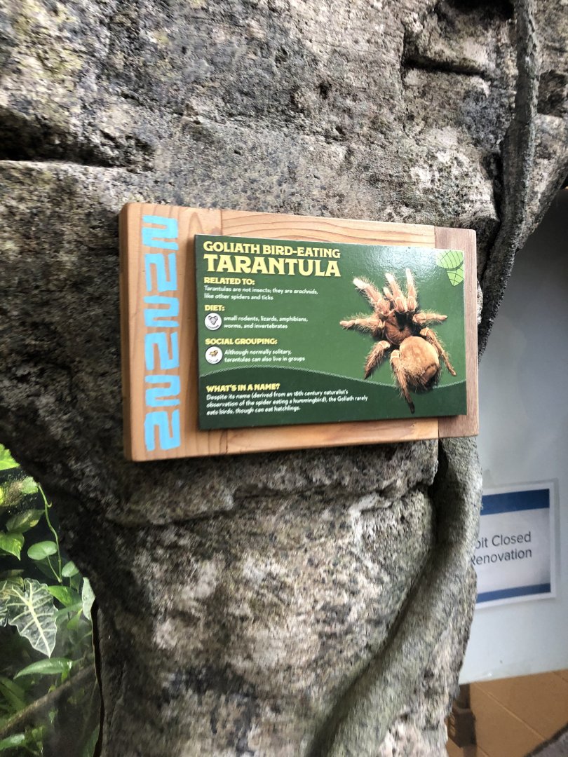 Goliath-Bird Eating Tarantula - Feb, 2020