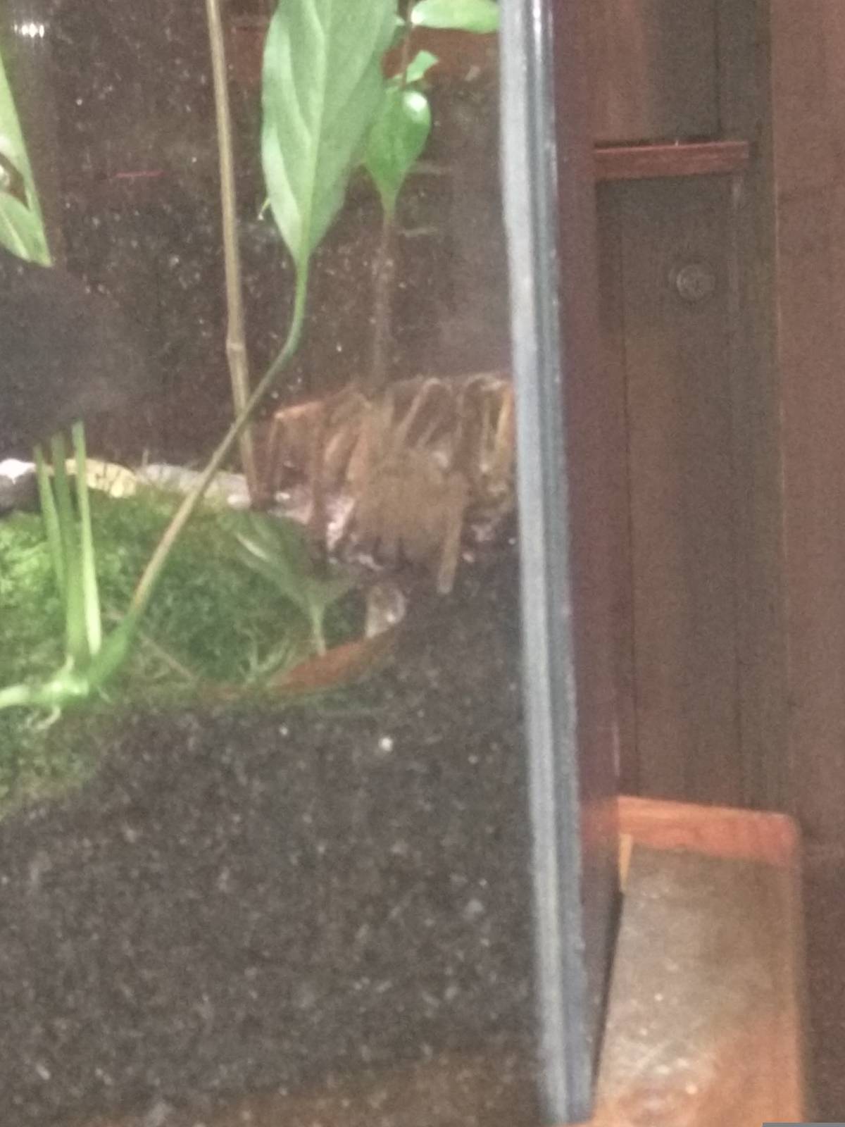 goliath bird eating tarantula