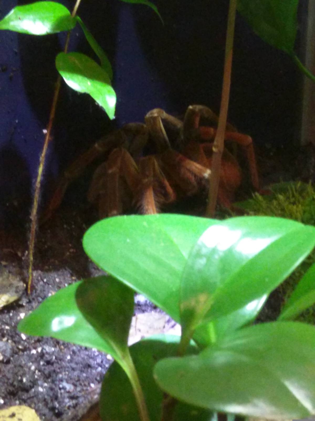 Goliath Bird eating Tarantula