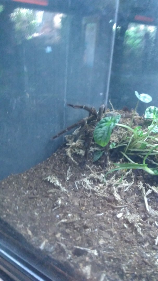 Goliath bird eating tarantula