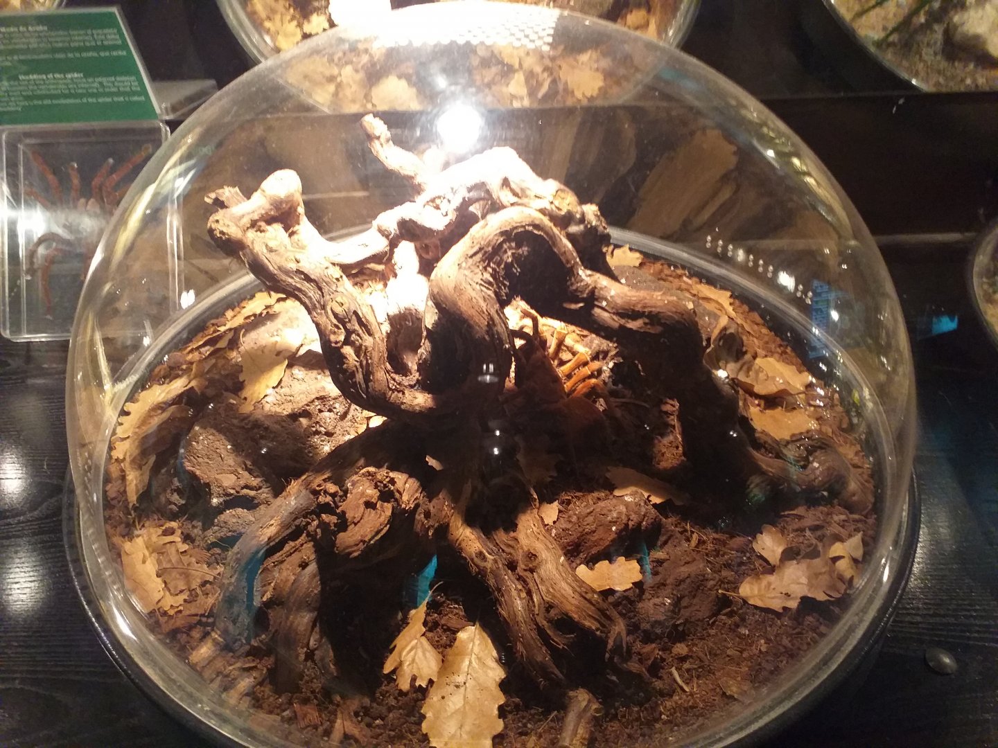 Goliath birdeater exhibit -TerraNatura Benidorm (2021)