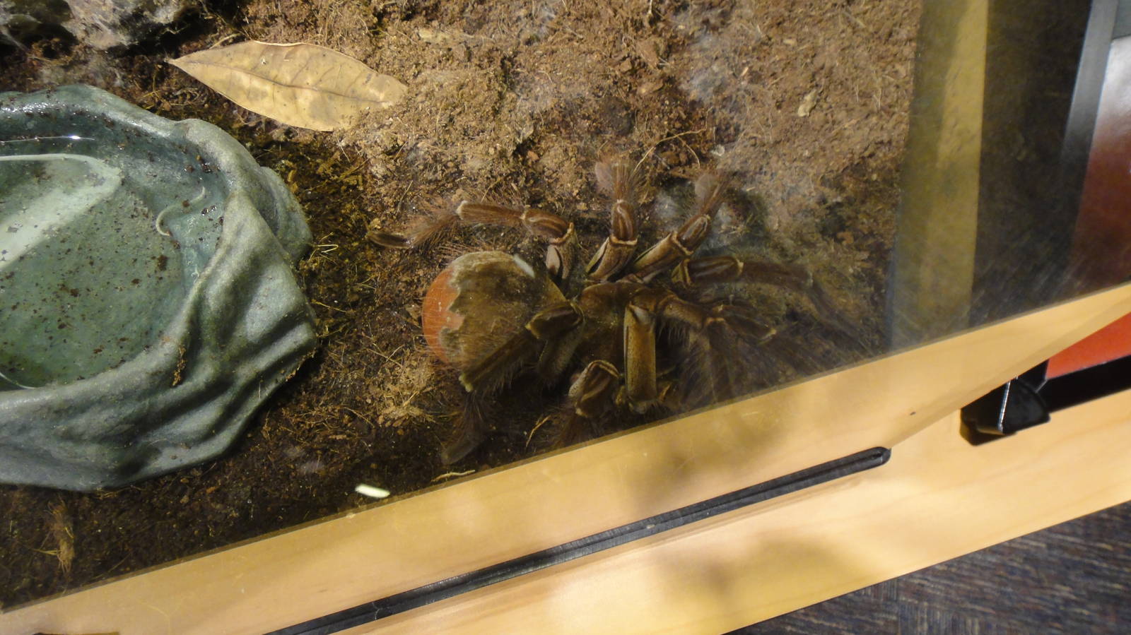 Goliath birdeater tarantula at Museum of life and science 2015-1-31