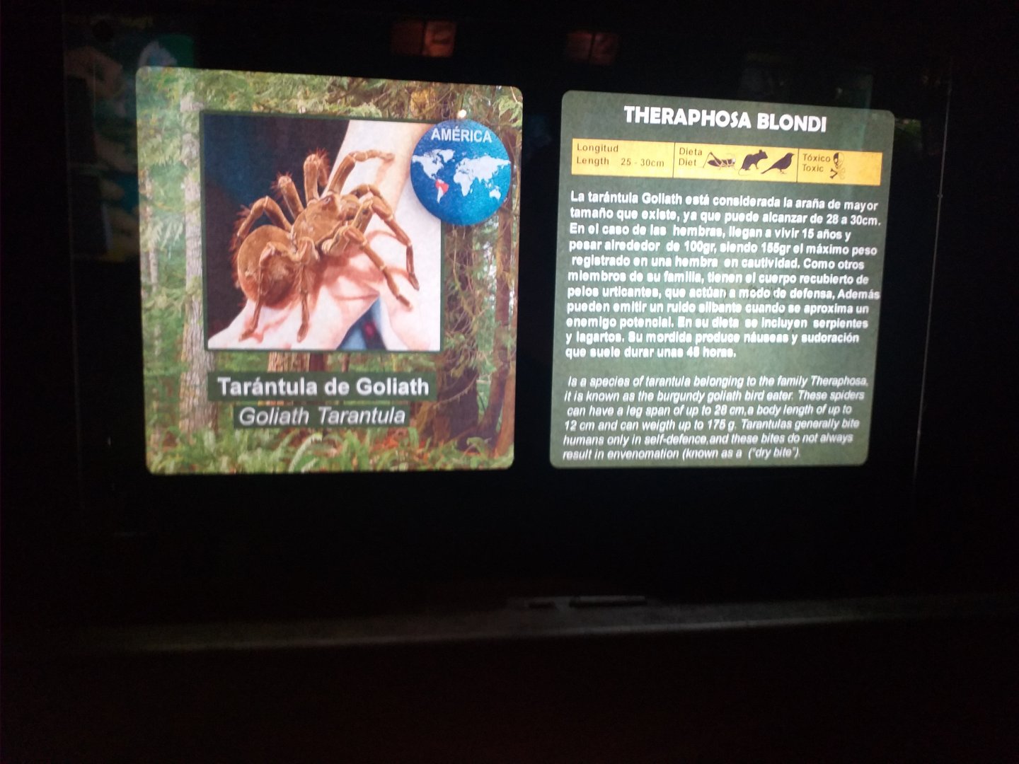 Goliath birdeater -TerraNatura Benidorm (2021)