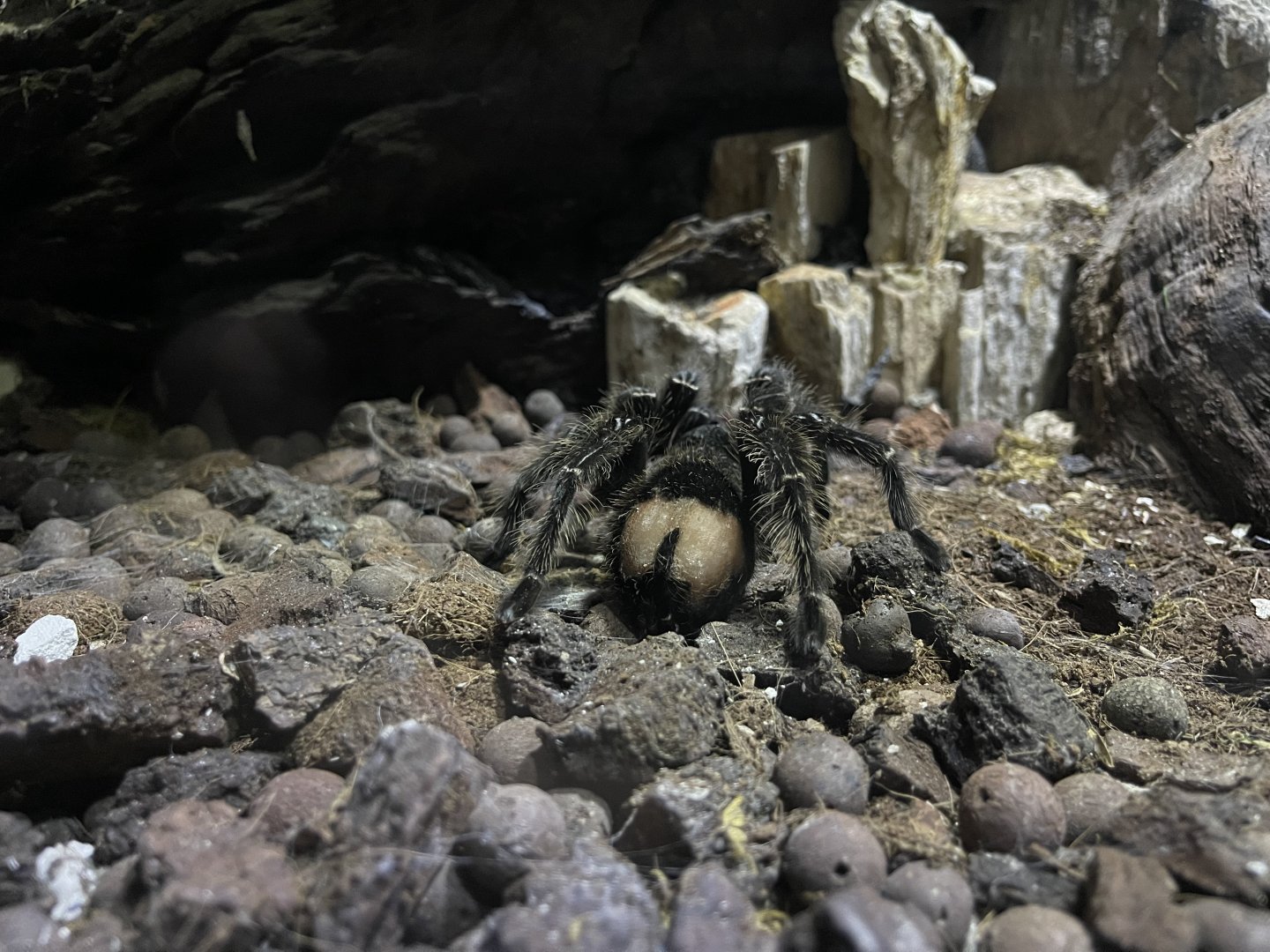 goliath birdeater (theraphosa blondi) - BX Sea